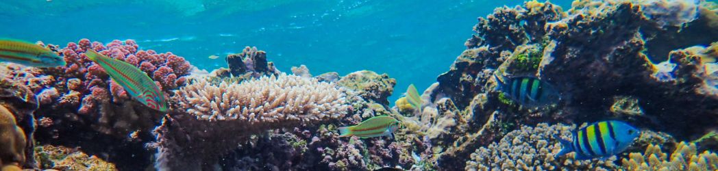 ¿Cómo explorar el océano respetando los ecosistemas marinos? 