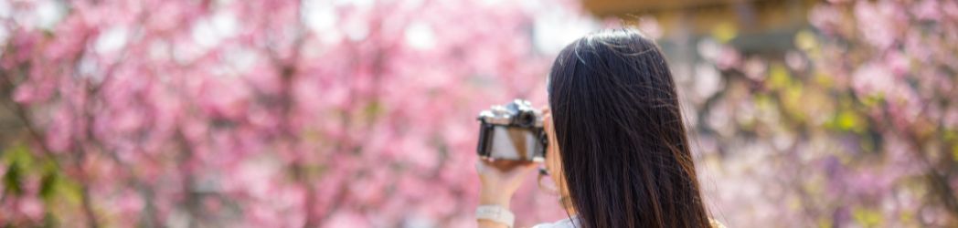 Japón en rosa: ¿Por qué ver los cerezos en flor cambiará tu forma de viajar?